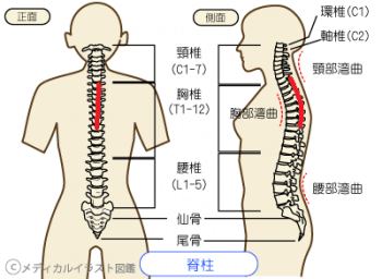 胸椎の柔軟性が正しい姿勢には重要です