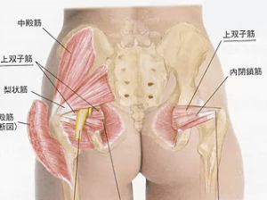 脚痩せに必要な筋肉のひとつに外旋六筋群がありこれを活性化するのも大切