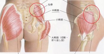 脚痩せのポイントは中殿筋の活性化も大事な要素のひとつです