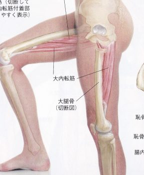 脚のラインをキレイにするためには内転筋の活性化は不可欠