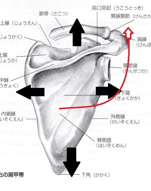 肩甲骨上方回旋