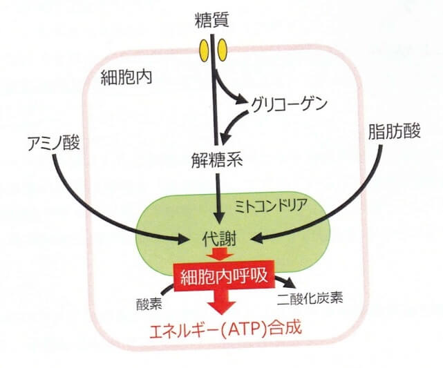 細胞内の解糖系、ミトコンドリア内で代謝