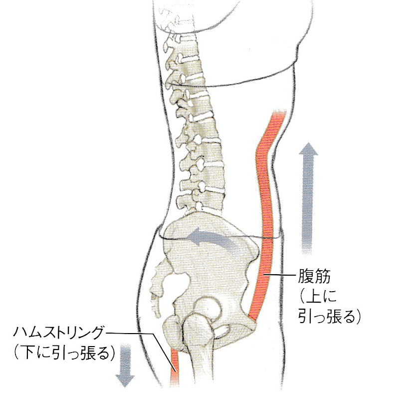 ハムストリングスと腹筋群はお互いに調和を保っています。