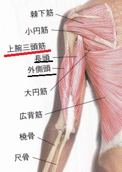 実は を柔らかくすると二の腕はシェイプされる 文京区千石 本駒込 パーソナルトレーニングスタジオkame7 東京都文京区千石 巣鴨パーソナルトレーニングスタジオkame7 ダイエット ピラティス