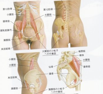 股関節を動かすには腸腰筋が大事